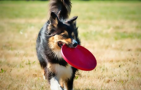 Hond met frisbee