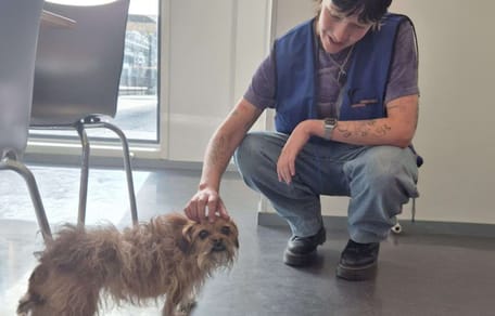 Hond Mickey die in Den Haag onder een tram vandaan gered werd