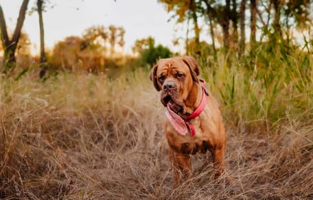 Hond Ozzy verbreekt wereldrecord met allerlangste tong