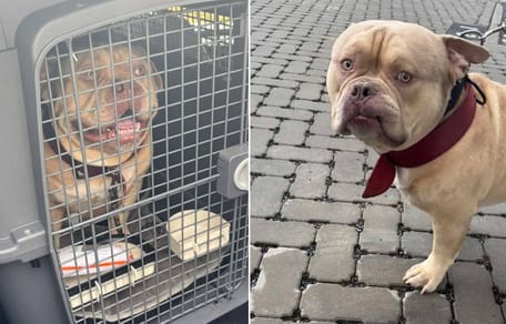 Hond Pablo wordt naar asiel gestuurd terwijl vrouw op vakantie gaat