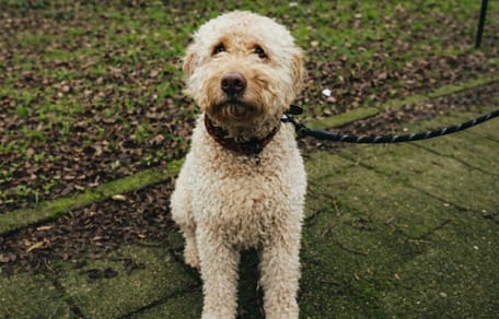 Hond Roxy Dekker overleden