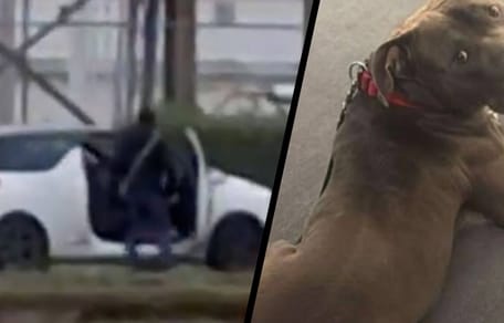 Hond Sparrow wordt express aangereden door zijn baasjes