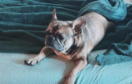 Hond springt op bed en laat per ongeluk geweer af gaan