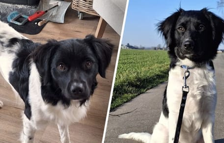 Hond Teun vermist, maar na 8 dagen teruggevonden