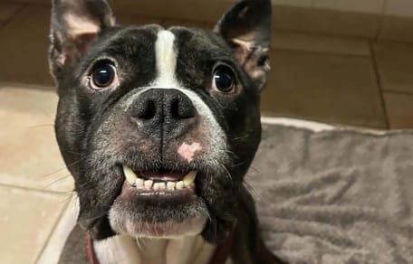 Hond Thor zwaar verwaarloosd opgevangen