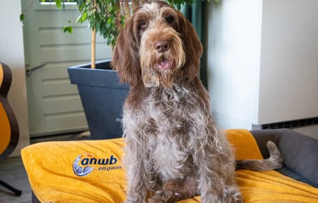 Hond Tinus is de bekendste hond van Nederland