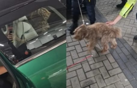 Hond uit hete auto gered in Amsterdam