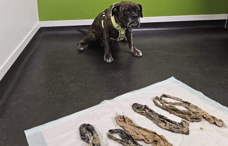 Hond uit Nunspeet eet 6 onderbroeken tegelijk op