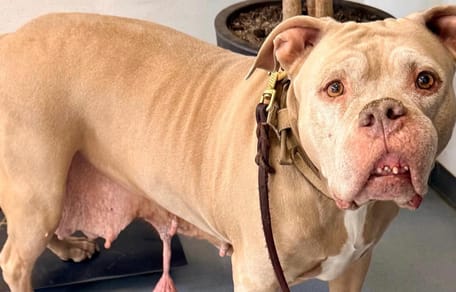 Hond uit Rotterdam met tumoren na weken eindelijk geopereerd