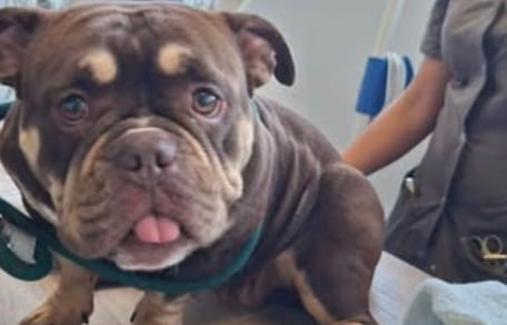 Hond uit snikhete auto gered bij Avonturenboerderij Molenwaard in Groot-Ammers