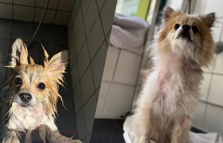 Hond vastgebonden aan hek bij boerderij net op tijd gered