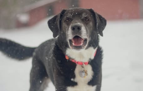Hond vastgebonden achtergelaten in Wormer, rechter grijpt in
