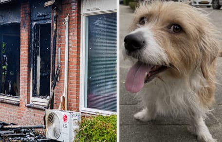 Hond vlucht uit brandend huis en wordt opgevangen door jongen van 13