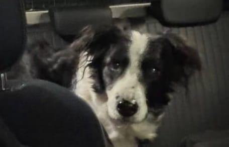 Hond wacht aan zijde baasje die al een aantal dagen is overleden