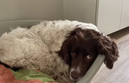 Hond Woody is al dagen vermist