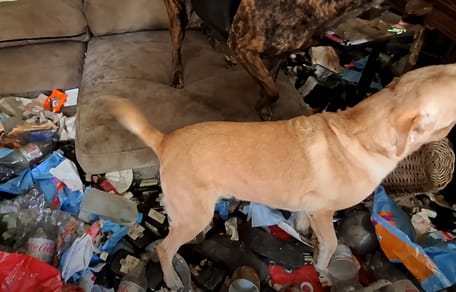 Honden en katten uit smerige woning Elburg gered