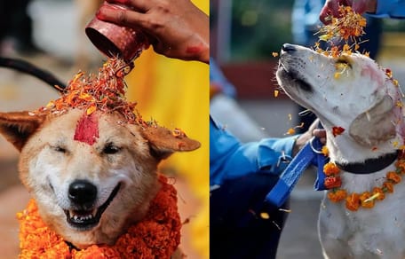 Honden in Nepal hebben hun eigen feestdag