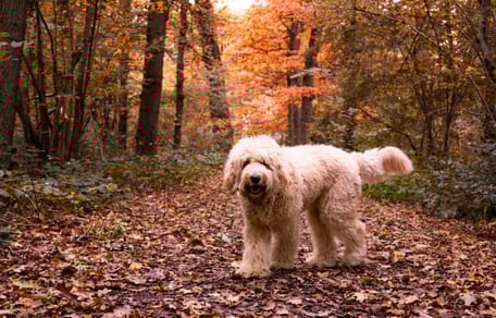 Honden niet meer welkom in Ulvenhoutse bos, volgen meer plekken?