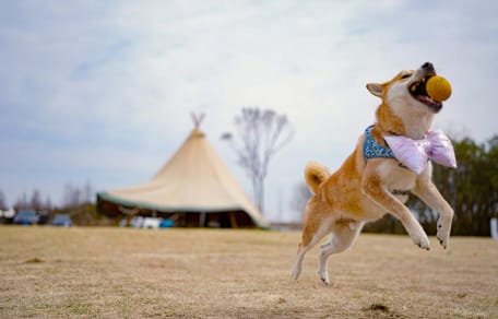 Honden worden mishandeld bij Circus Europa-park