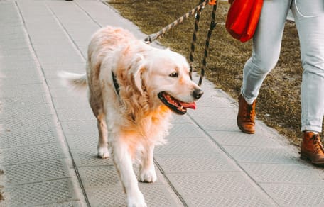 Hondenbelasting in Nederland