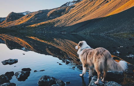 hondennamen gebaseerd op bergen en natuurgebieden