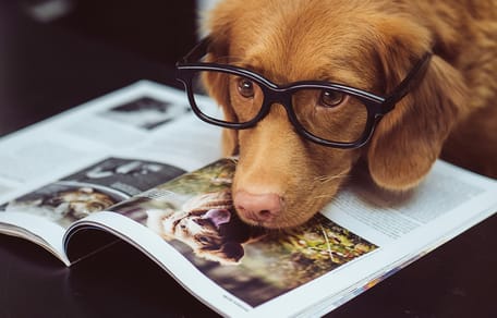 hondennamen geïnspireerd door boeken