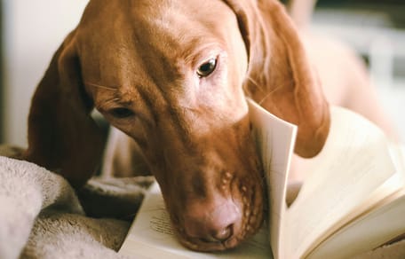 hondennamen geïnspireerd door kinderboeken