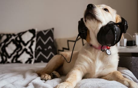 Hondennamen uit muziek: de 25 mooiste namen voor jouw viervoeter