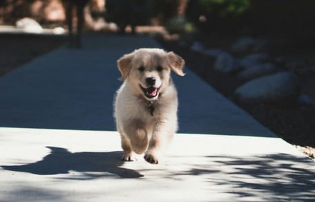 De leukste hondennamen voor een puppy: speels en origineel