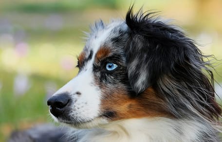 hondennamen voor gevlekte honden