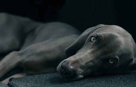 hondennamen voor grijze honden