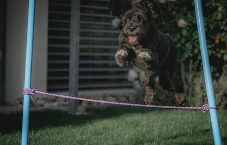 hondennamen voor sportieve honden
