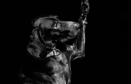 hondennamen voor zwarte honden