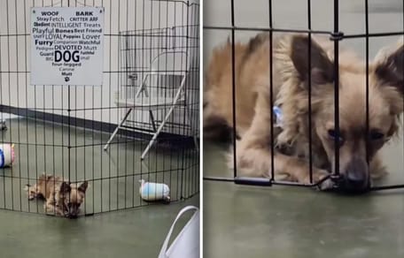 Hondje Darby blijft alleen achter na adoptie event