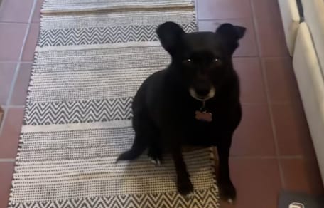 Honey la cagnolina