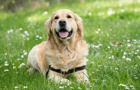How long do Golden Retrievers live: Golden Retriever in field