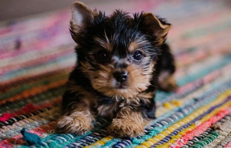 How much does puppy training cost: Puppy on a rug