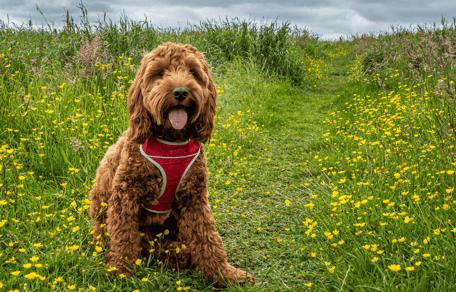 How much exercise do Cockapoos need: Person walking cockapoo