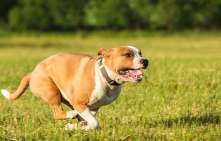 How much exercise do Staffordshire Bull Terriers need: Staffy running on grass