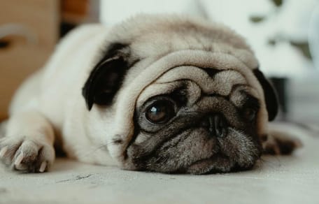 How to make a dog throw up: Sad looking Pug