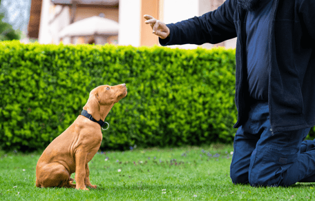 How to train a large breed puppy vs a small breed: large and small puppy with owner