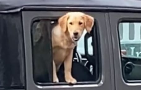 Hündin schaut aus Auto