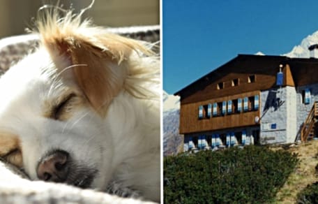 Hüttenwirt verweigert Hilfeleistung für Hund