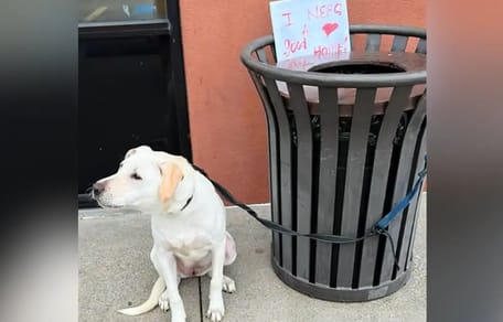 Perro atado a un cubo de basura