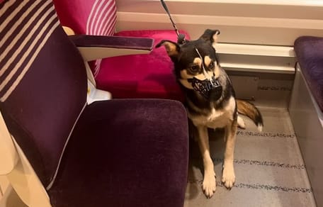 Hund an leerem Zugsitzplatz angeleint