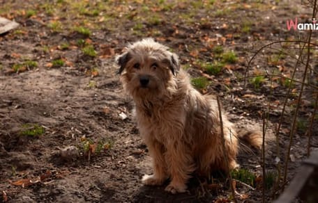 Hund an Straßenrand