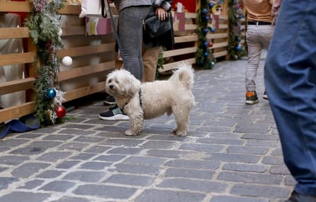 Hund auf dem Weihnachtsmarkt