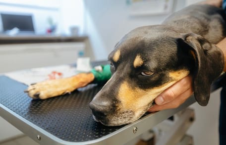 Cane dal veterinario