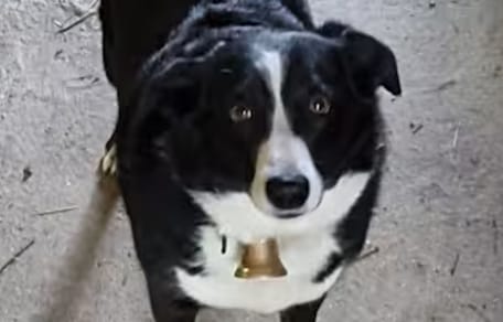 Hund Buddy