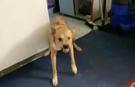 Hund der Hauskauf-Nomaden